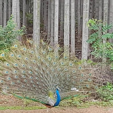 Shi'S Shambhavi Homestay -On The Way To Isha, Maruthamalai Коямпутур Екстер'єр фото
